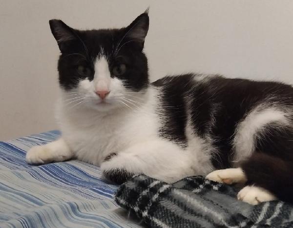 Sissy & Misty, mamma e cucciola adottiva Foto 7